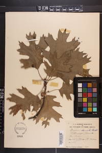 Quercus shumardii image