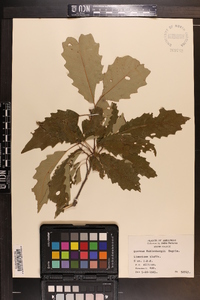 Image Associated With the Occurence