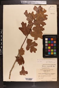 Quercus margaretta image