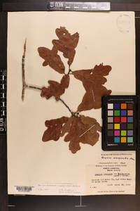 Quercus margaretta image