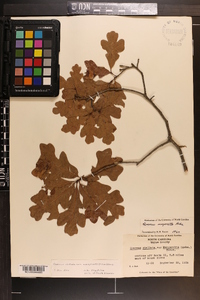 Quercus margaretta image