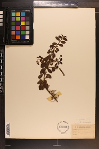 Veronica officinalis image