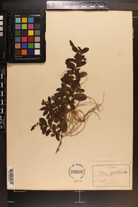 Veronica officinalis image