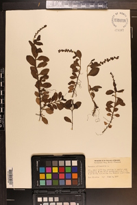 Veronica officinalis image