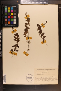 Veronica officinalis image