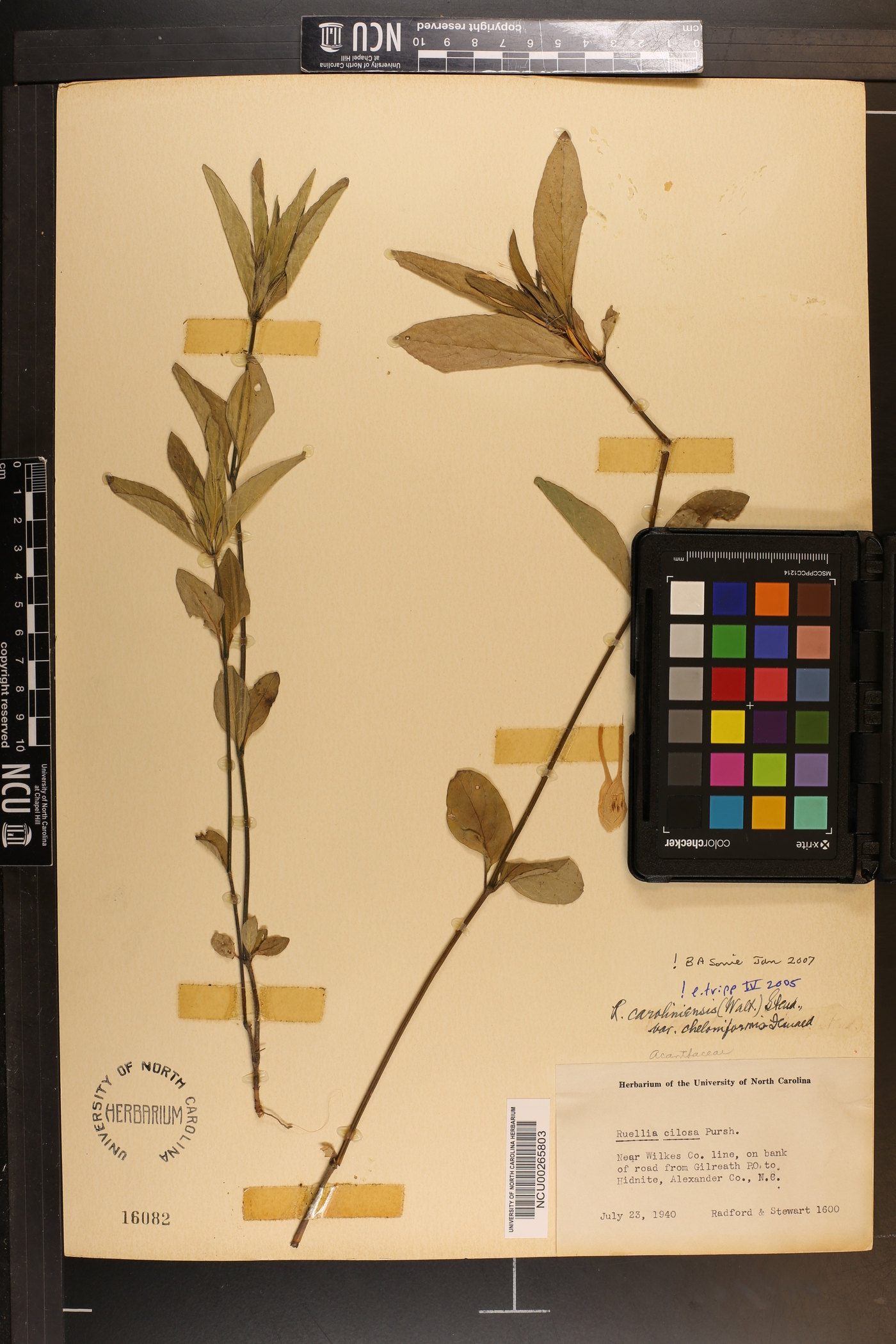 Ruellia caroliniensis var. cheloniformis image