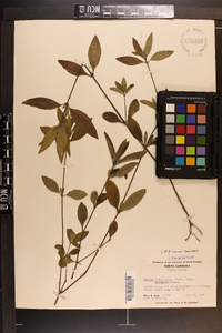 Ruellia caroliniensis image