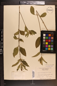 Ruellia caroliniensis image