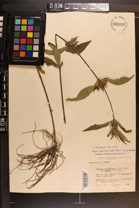 Ruellia caroliniensis image