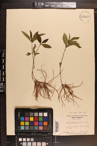 Ruellia caroliniensis image