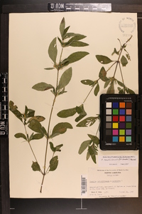 Ruellia caroliniensis image