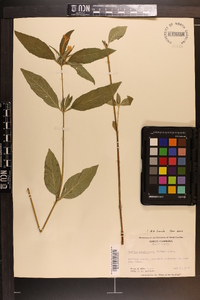 Ruellia caroliniensis image