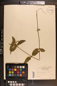 Ruellia caroliniensis image