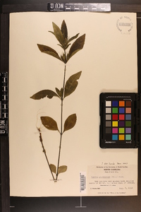 Ruellia caroliniensis image