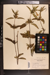 Ruellia caroliniensis image