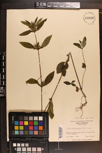 Ruellia caroliniensis image