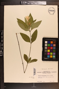 Ruellia caroliniensis image