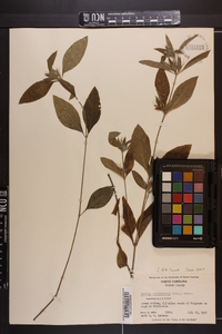 Ruellia caroliniensis image