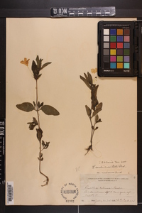 Ruellia caroliniensis var. membranacea image