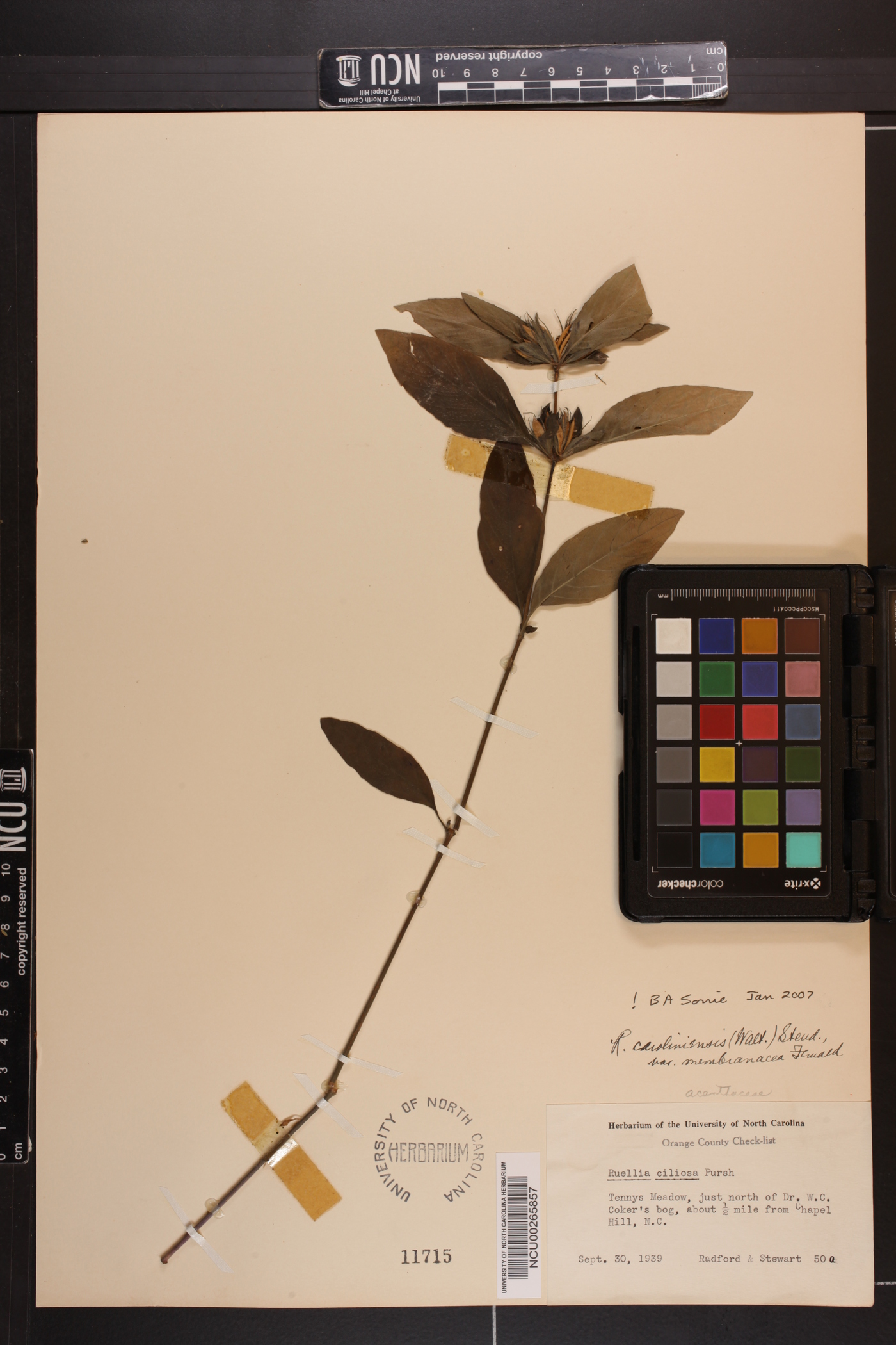 Ruellia caroliniensis var. membranacea image