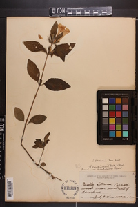 Ruellia caroliniensis image