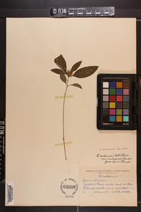 Ruellia caroliniensis image