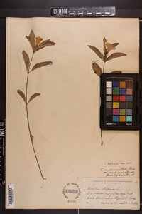 Ruellia caroliniensis image