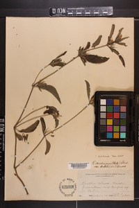 Ruellia caroliniensis image