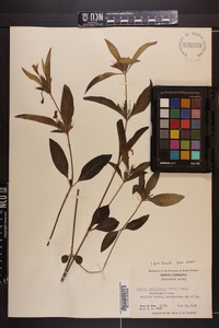 Ruellia caroliniensis image