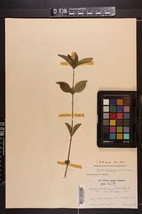 Ruellia caroliniensis image