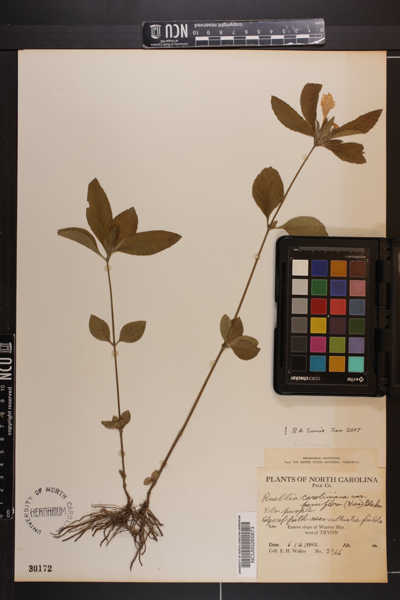 Ruellia caroliniensis var. parviflora image