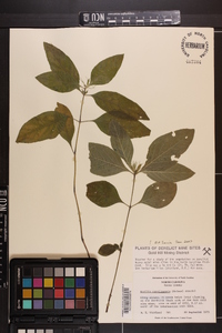 Ruellia caroliniensis image