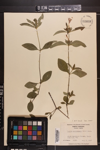 Ruellia caroliniensis image