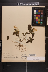 Ruellia caroliniensis image