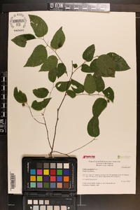 Celtis tenuifolia image