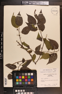 Celtis tenuifolia image