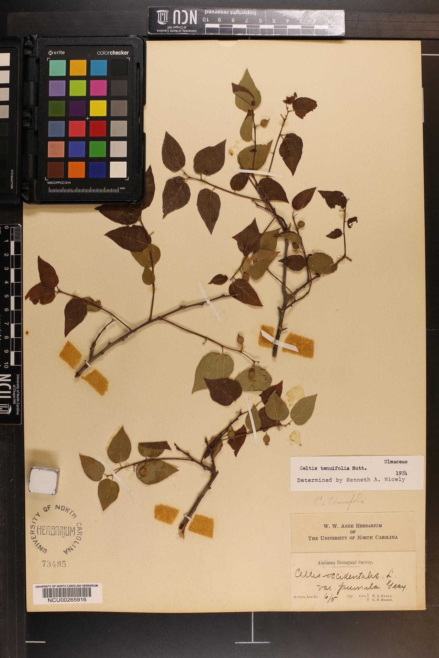 Celtis tenuifolia image