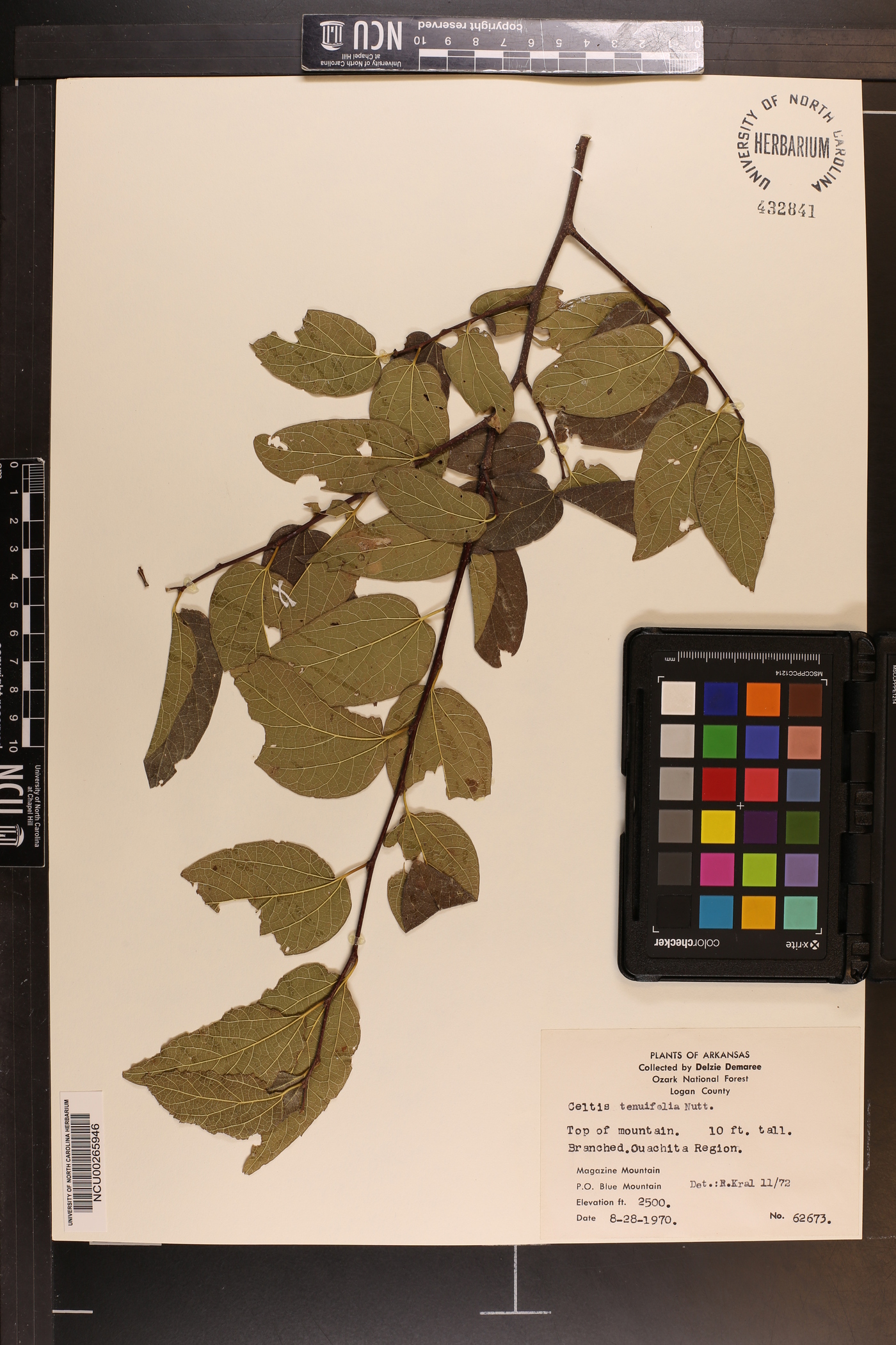 Celtis tenuifolia image