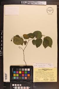 Celtis tenuifolia image