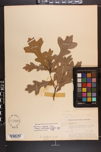 Quercus lyrata image