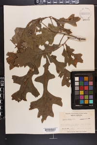 Quercus lyrata image