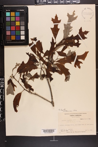 Quercus lyrata image