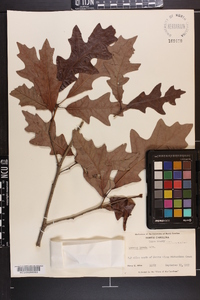 Quercus lyrata image