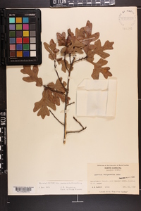Quercus margaretta image