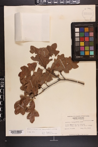 Quercus margaretta image