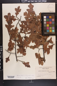 Quercus margaretta image