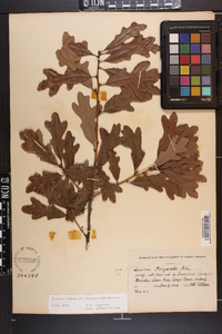 Quercus margaretta image