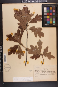 Quercus margaretta image