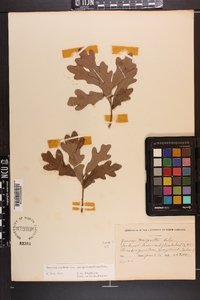 Quercus margaretta image