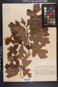 Quercus margaretta image